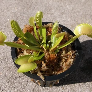 Adult Venus Flytrap Live Plant – Dionaea Muscipula – 3 inch Pot – Carnivorous - Image 2