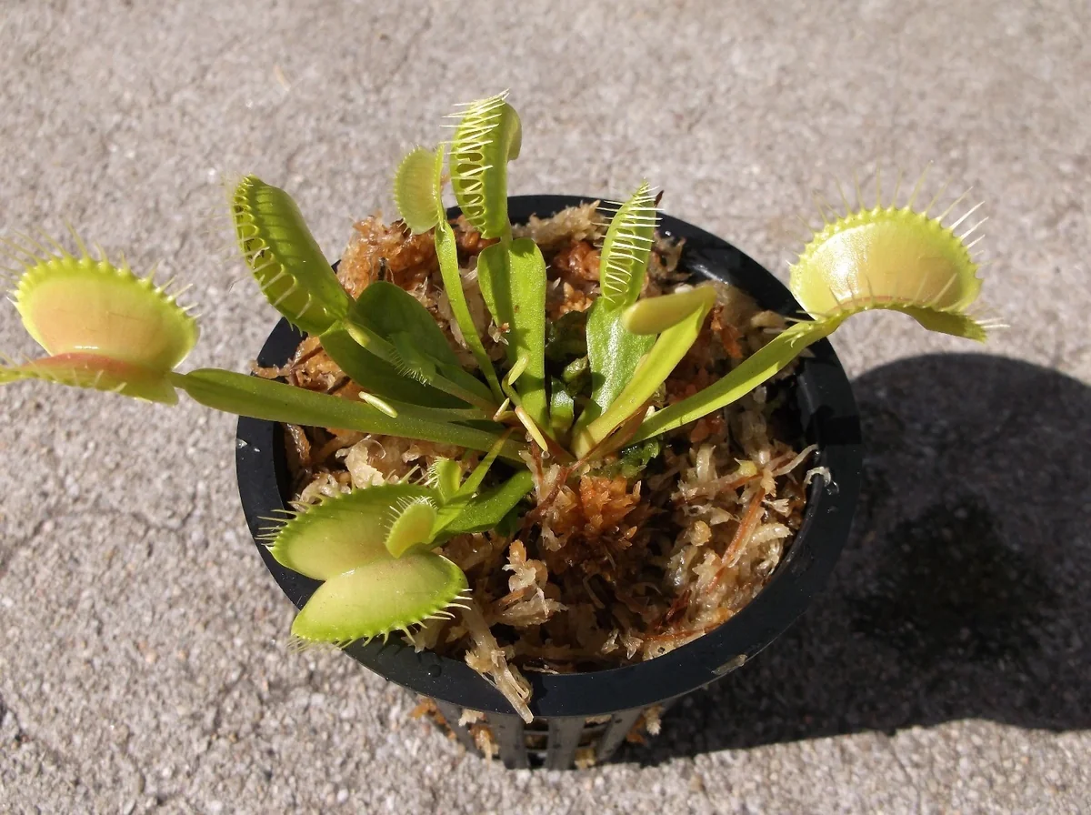 Adult Venus Flytrap Live Plant – Dionaea Muscipula – 3 inch Pot – Carnivorous - Image 2
