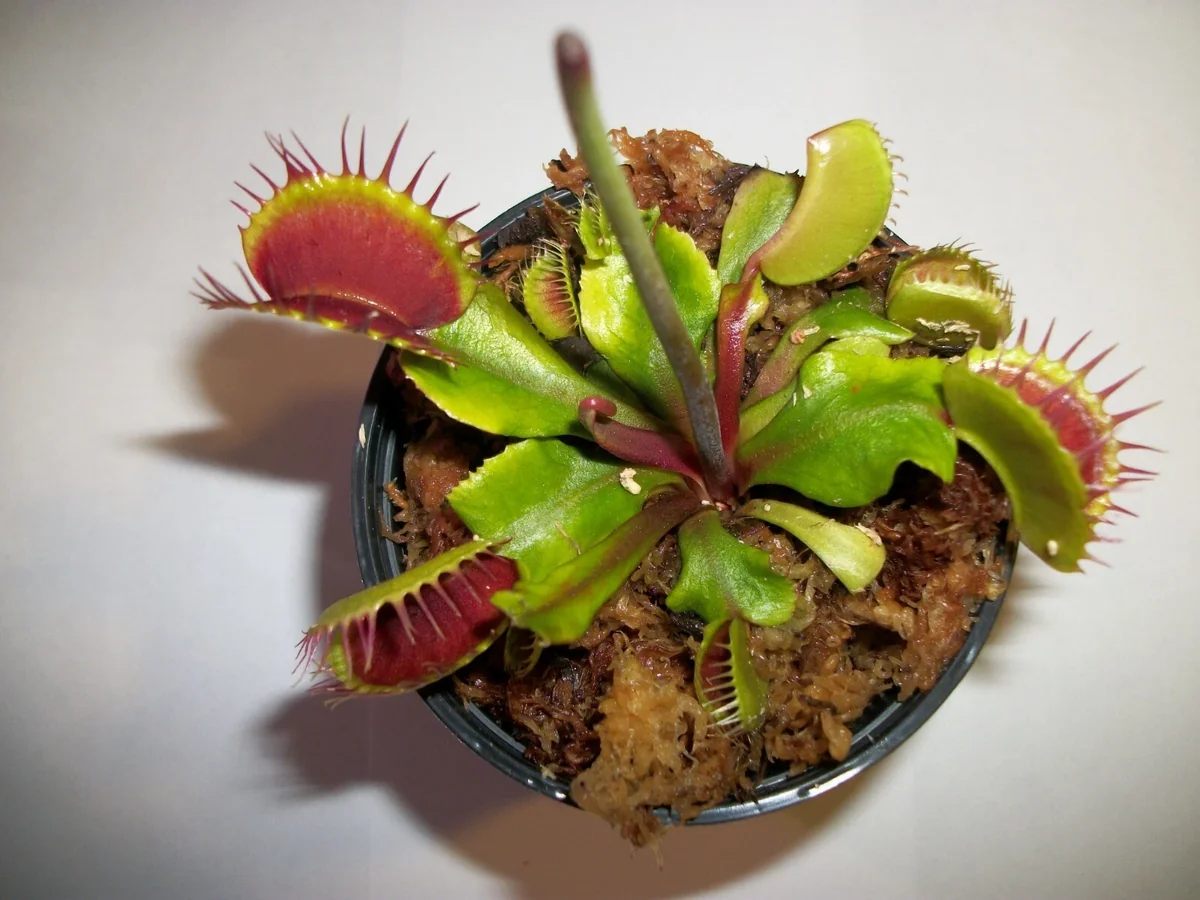 Adult Venus Flytrap Live Plant – Dionaea Muscipula – 3 inch Pot – Carnivorous - Image 1