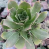 Aeonium Arboreum cv. Succulent Live Plant – Drought-Tolerant Indoor/Outdoor - Image 1