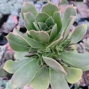 Aeonium Arboreum cv. Succulent Live Plant – Drought-Tolerant Indoor/Outdoor - Image 2