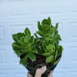 Aeonium Arboreum cv. Succulent Live Plant – Drought-Tolerant Indoor/Outdoor - Image 3