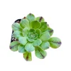 Aeonium arboreum Succulent Live Plant - Easy Care Houseplant, 2-4 Inch Pot - Image 1