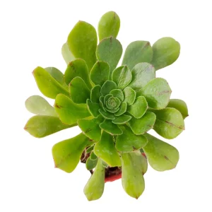 Aeonium arboreum Succulent Live Plant - Easy Care Houseplant, 2-4 Inch Pot - Image 3