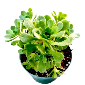 Aeonium arboreum Succulent Live Plant - Easy Care Houseplant, 2-4 Inch Pot - Image 4