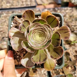 Aeonium arboreum var. rubrolineatum Succulent Plant – Live Indoor/Outdoor - Image 1