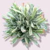 Aeonium 'Ballerina' Succulent Plant - Live Crassulaceae with White Margins - Image 1