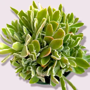 Aeonium 'Ballerina' Succulent Plant - Live Crassulaceae with White Margins - Image 6