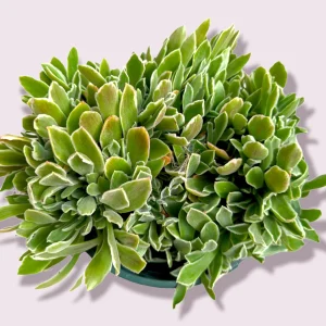 Aeonium 'Ballerina' Succulent Plant - Live Crassulaceae with White Margins - Image 7