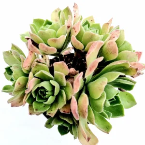 Aeonium 'Ballerina' Succulent Plant - Live Crassulaceae with White Margins - Image 9