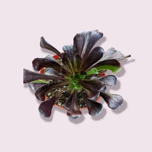 Aeonium 'Big Bang' Succulent Live Plant - Vibrant Purple & Green Rosettes - Image 2