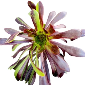 Aeonium 'Big Bang' Succulent Live Plant - Vibrant Purple & Green Rosettes - Image 3