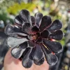 Aeonium Black Rose Live Plant – Zwartkop Succulent – 2in Pot - Image 1