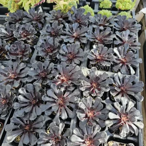 Aeonium Black Rose Live Plant – Zwartkop Succulent – 2in Pot - Image 2