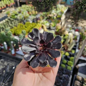 Aeonium Black Rose Live Plant – Zwartkop Succulent – 2in Pot - Image 3
