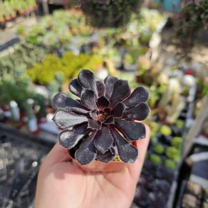 Aeonium Black Rose Live Plant – Zwartkop Succulent – 2in Pot - Image 4