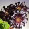 Aeonium Black Rose Live Succulent Plant – Dark Purple Foliage – 2" 4" 6" Pot - Image 1