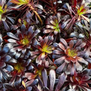 Aeonium Black Rose Live Succulent Plant – Dark Purple Foliage – 2