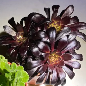 Aeonium Black Rose Live Succulent Plant – Dark Purple Foliage – 2