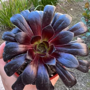 Aeonium Black Rose Live Succulent Plant – Dark Purple Foliage – 2