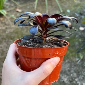 Aeonium Black Rose Live Succulent Plant – Dark Purple Foliage – 2