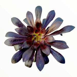 Aeonium Black Rose Succulent Plant - Live Potted Houseplant, Purple-Black Foliage - Image 2