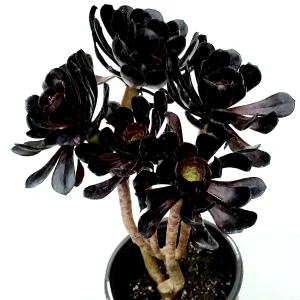 Aeonium Black Rose Succulent Plant - Live Potted Houseplant, Purple-Black Foliage - Image 5