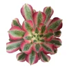 Aeonium Canary Succulent Plant - Live Succulent for Indoor & Outdoor - Image 1
