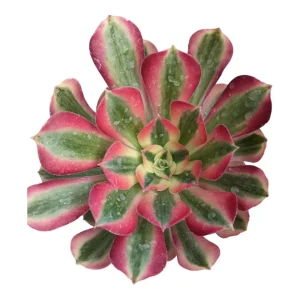 Aeonium Canary Succulent Plant - Live Succulent for Indoor & Outdoor - Image 1