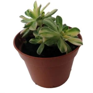 Aeonium Castello Paiva Variegata Succulent Live Plant - 2.5 inch Pot - Image 4