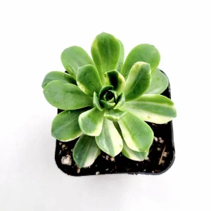 Aeonium Castello Paivae Variegata 'Suncup' Live Succulent Plant - Image 1