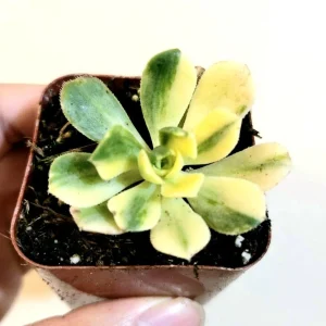 Aeonium Castello Paivae Variegata 'Suncup' Live Succulent Plant - Image 4