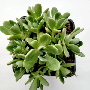 Aeonium Castello Paivae Variegata 'Suncup' Live Succulent Plant - Image 6