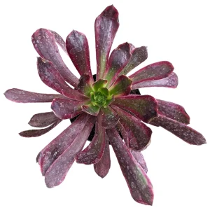 Aeonium Eden Succulent Live Plant - Easy Care Indoor Succulent - Image 2