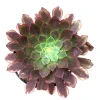 Aeonium Fiesta Succulent Plant – Live Plant – Green, Red & Burgundy Hues - Image 1