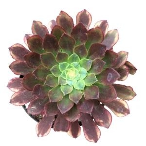 Aeonium Fiesta Succulent Plant – Live Plant – Green, Red & Burgundy Hues - Image 1