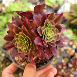 Aeonium Fiesta Succulent Plant – Live Plant – Green, Red & Burgundy Hues - Image 4
