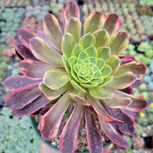 Aeonium Fiesta Succulent Plant – Live Plant – Green, Red & Burgundy Hues - Image 9