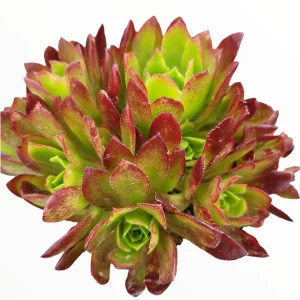 Aeonium 'Firecracker' Succulent Live Plant - 3-4 inch Rosettes, Indoor/Outdoor - Image 2