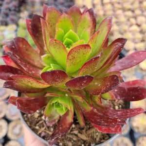 Aeonium 'Firecracker' Succulent Live Plant - 3-4 inch Rosettes, Indoor/Outdoor - Image 3