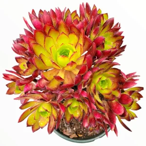 Aeonium 'Firecracker' Succulent Live Plant - 3-4 inch Rosettes, Indoor/Outdoor - Image 4