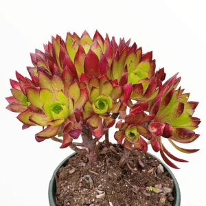 Aeonium 'Firecracker' Succulent Live Plant - 3-4 inch Rosettes, Indoor/Outdoor - Image 6