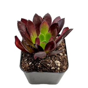 Aeonium 'Firecracker' Succulent Live Plant - 3-4 inch Rosettes, Indoor/Outdoor - Image 9