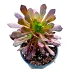 Aeonium 'Garnet' Succulent Live Plant - Easy Care Indoor/Outdoor - Image 1