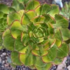 Aeonium 'Green Earth' Variegata Succulent Live Plant - Easy Care Succulent - Image 1