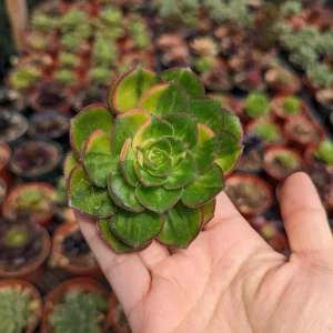 Aeonium 'Green Earth' Variegata Succulent Live Plant - Easy Care Succulent - Image 2