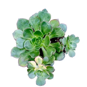 Aeonium 'Green Earth' Variegata Succulent Live Plant - Easy Care Succulent - Image 4