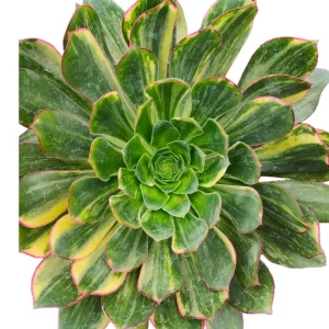 Aeonium 'Green Earth' Variegata Succulent Live Plant - Easy Care Succulent - Image 6