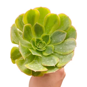 Aeonium Green Lemon Succulent Plant – Live Succulent – Easy Care Houseplant - Image 2