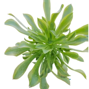 Aeonium Green Lemon Succulent Plant – Live Succulent – Easy Care Houseplant - Image 3